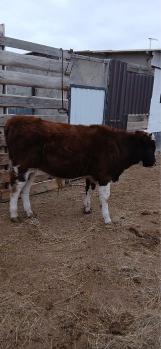 Сегіз айлық кестірілмеген баспақ