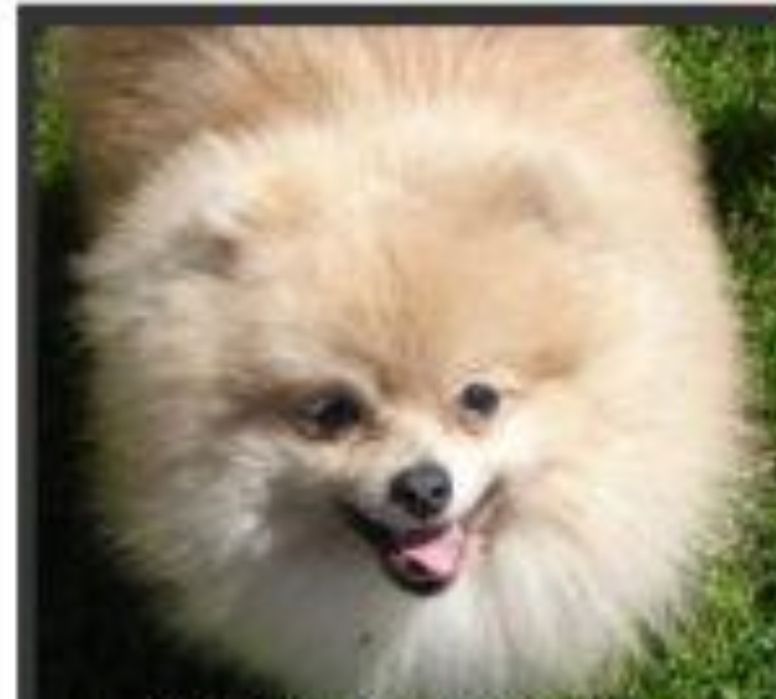 Продам щенка померанского шпица