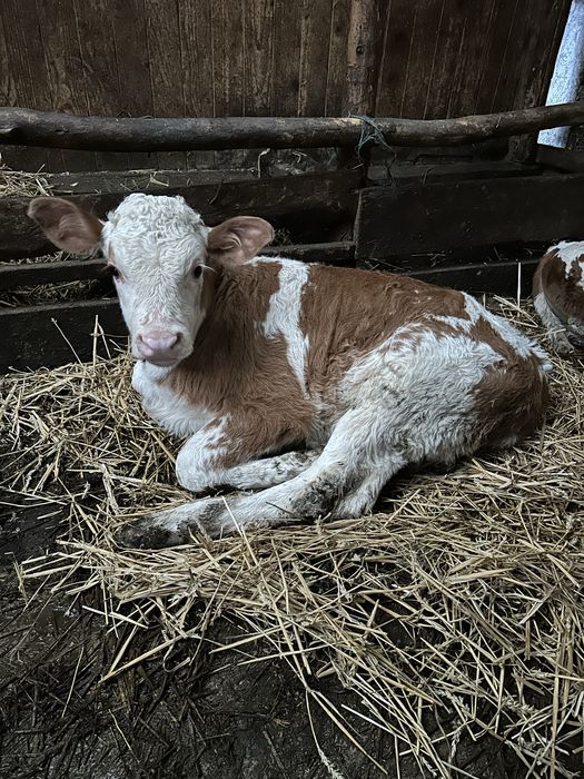 Vitei Baltata romaneasca