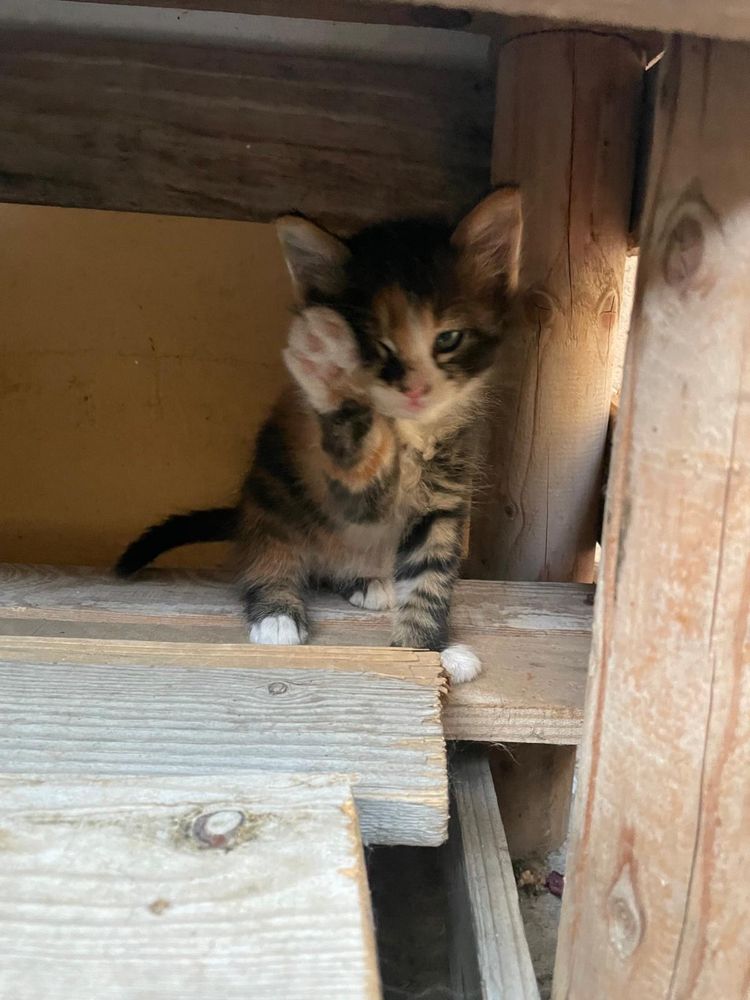 Ofer spre adoptie pisicute