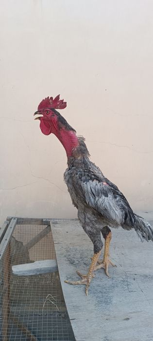 Кул шалпан хуроз