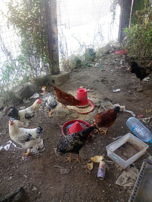 Cocoși tineret din primăvară acestui an