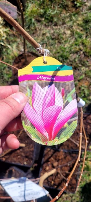 Magnolie soulangeana 150-180 cm crescuta în Ghiveci de 5 L