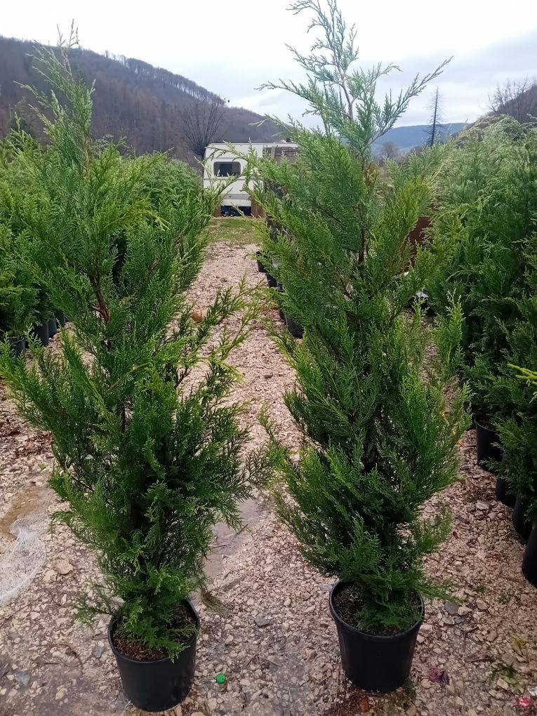 Vând chiparos cupresus leylandi