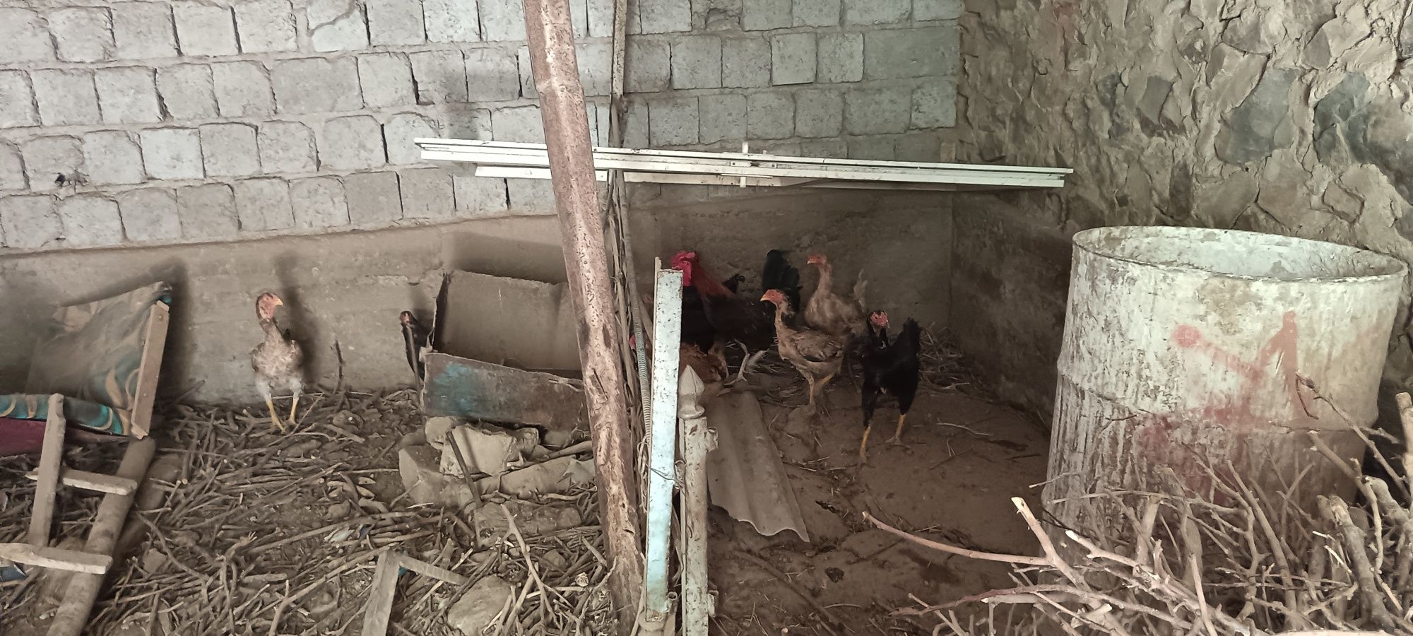 Продам домашние курицы 12 шт