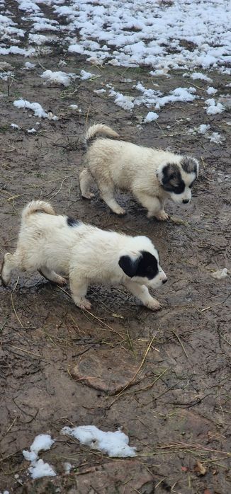 Donez cățeluși jucăuși