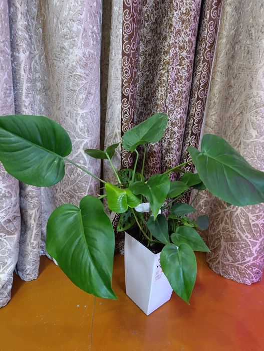 Продаются монстры