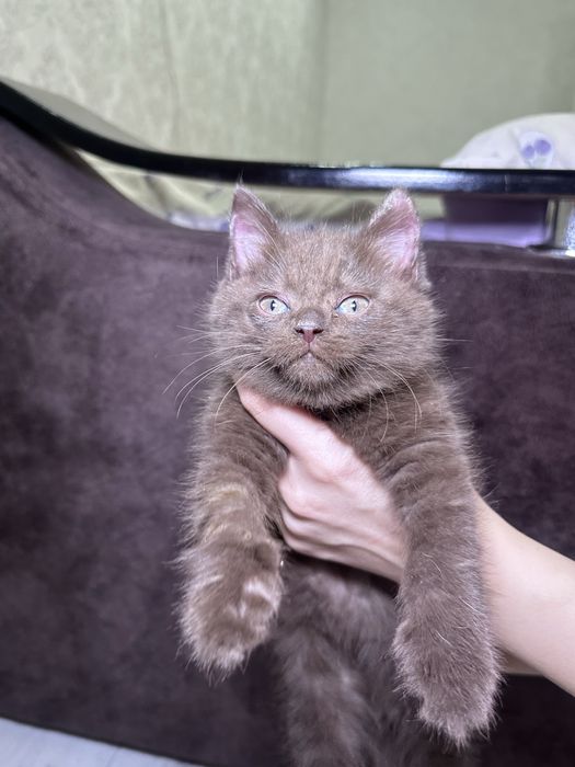 Отдам котенка, коричневого окраса, мальчик.