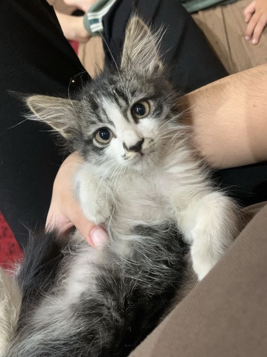 продам абиссинскую кошку