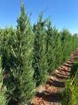 Cupressus leylandii Cupressus leylandii 
Livram în toată țaraPret
1.80