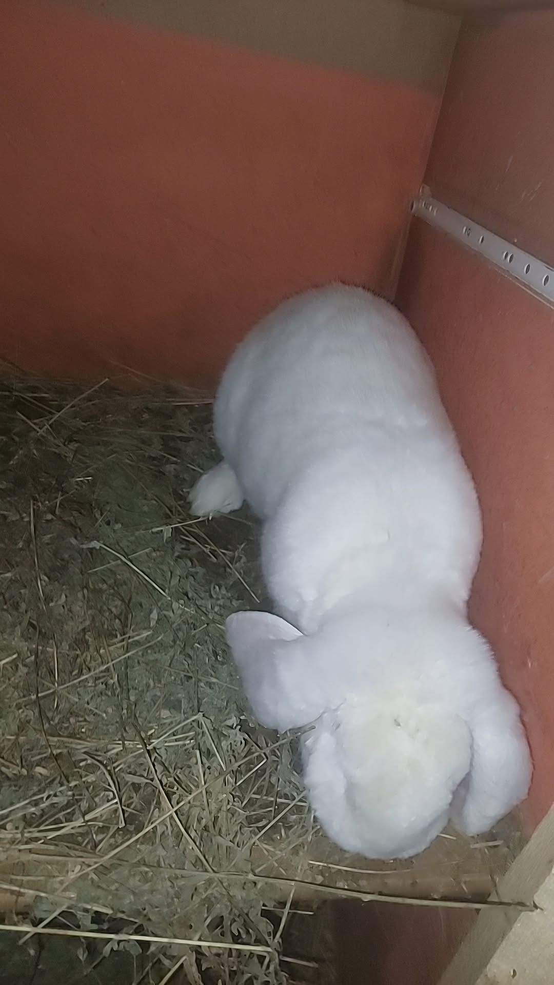 Schimb iepuri  pe un vițel
