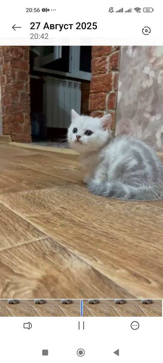 Два британских котика