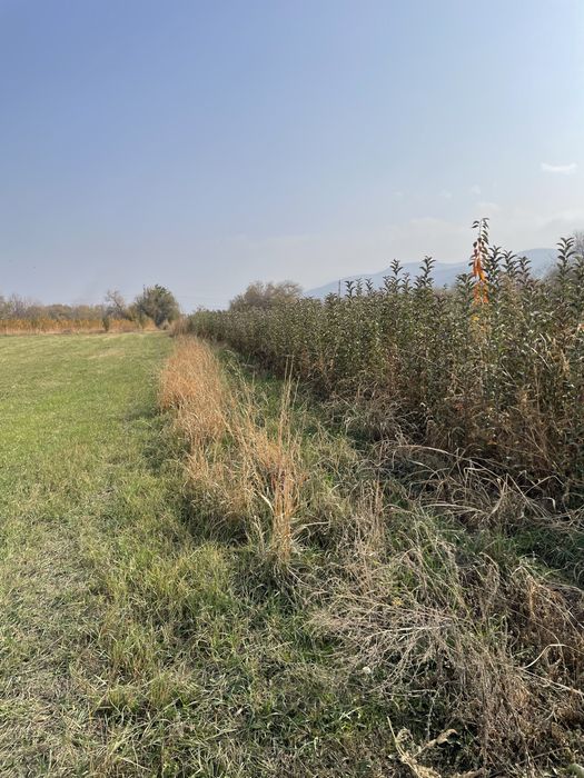 Саженцы яблок( Золотой превосходный)