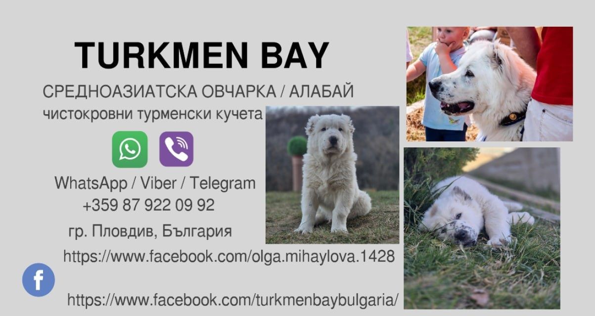 Средноазиатска овчарка / Алабай