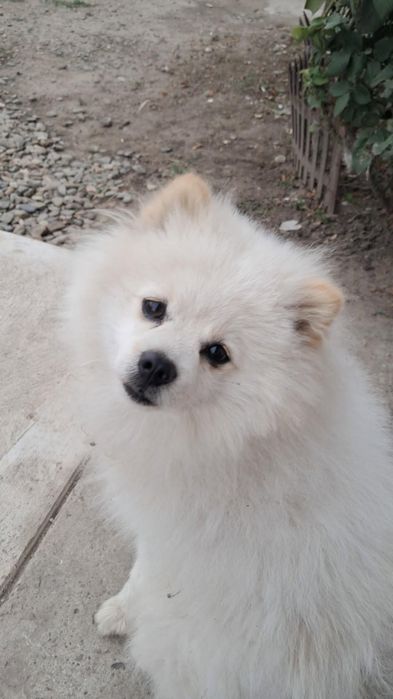 Vând  pomeranian