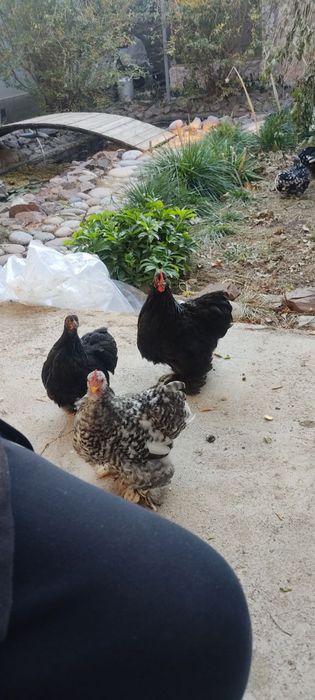 Курочки   Кахихинцы