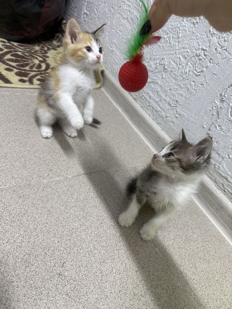 Котята, 2,5 месяца