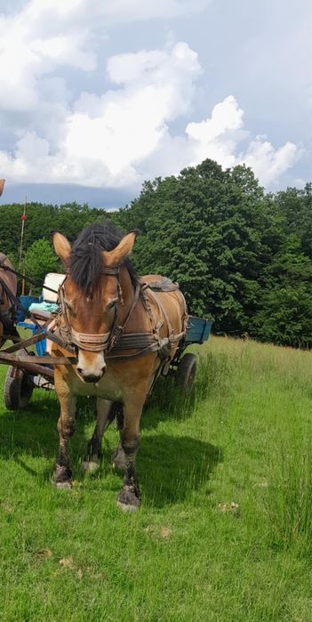 De vanzare iapa de 5 ani cu mânză de 6 luni