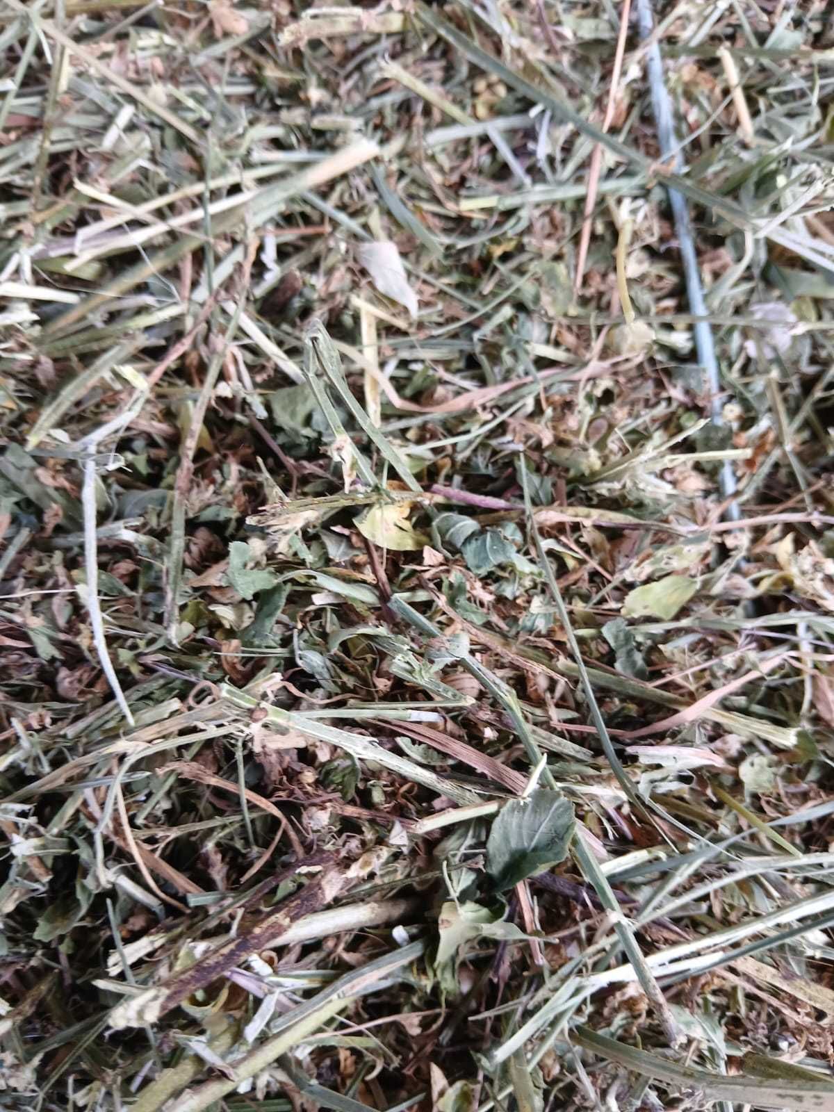 Baloți de lucernă de vanzare