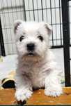 Westie - West Highland White Terrier