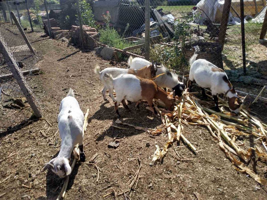 Холандски мини козички