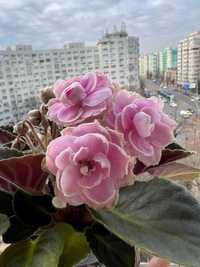 Violete de Parma roz (inflorita) - „Violeta africana” - Saintpaulia