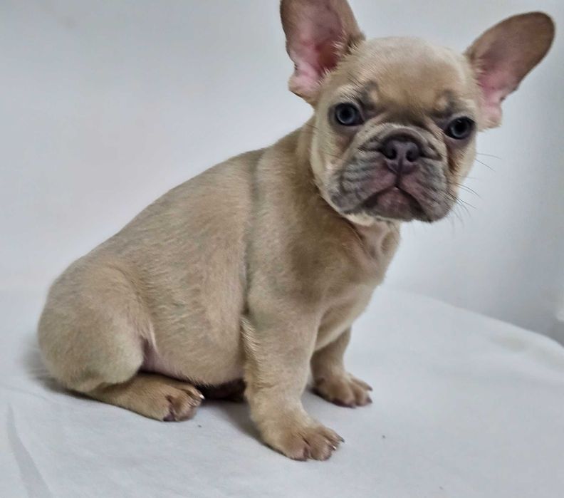 Mascul Bulldog francez