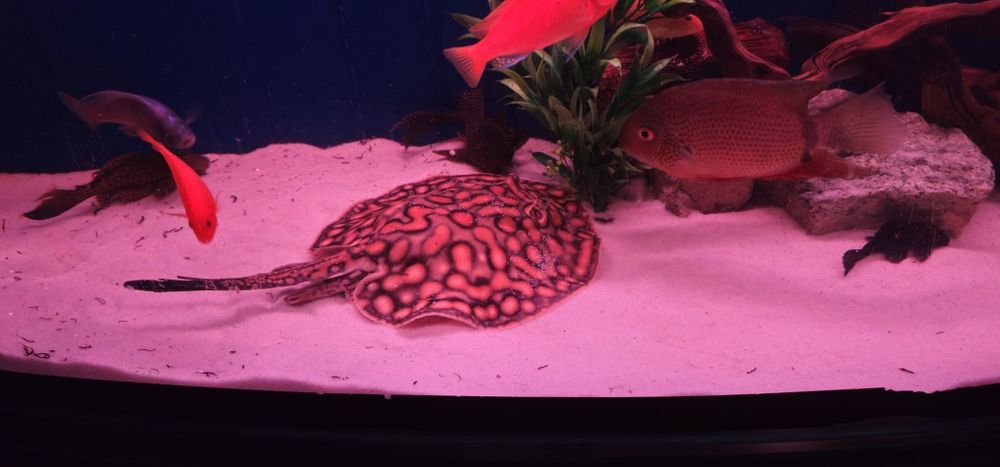 Пресноводный скат