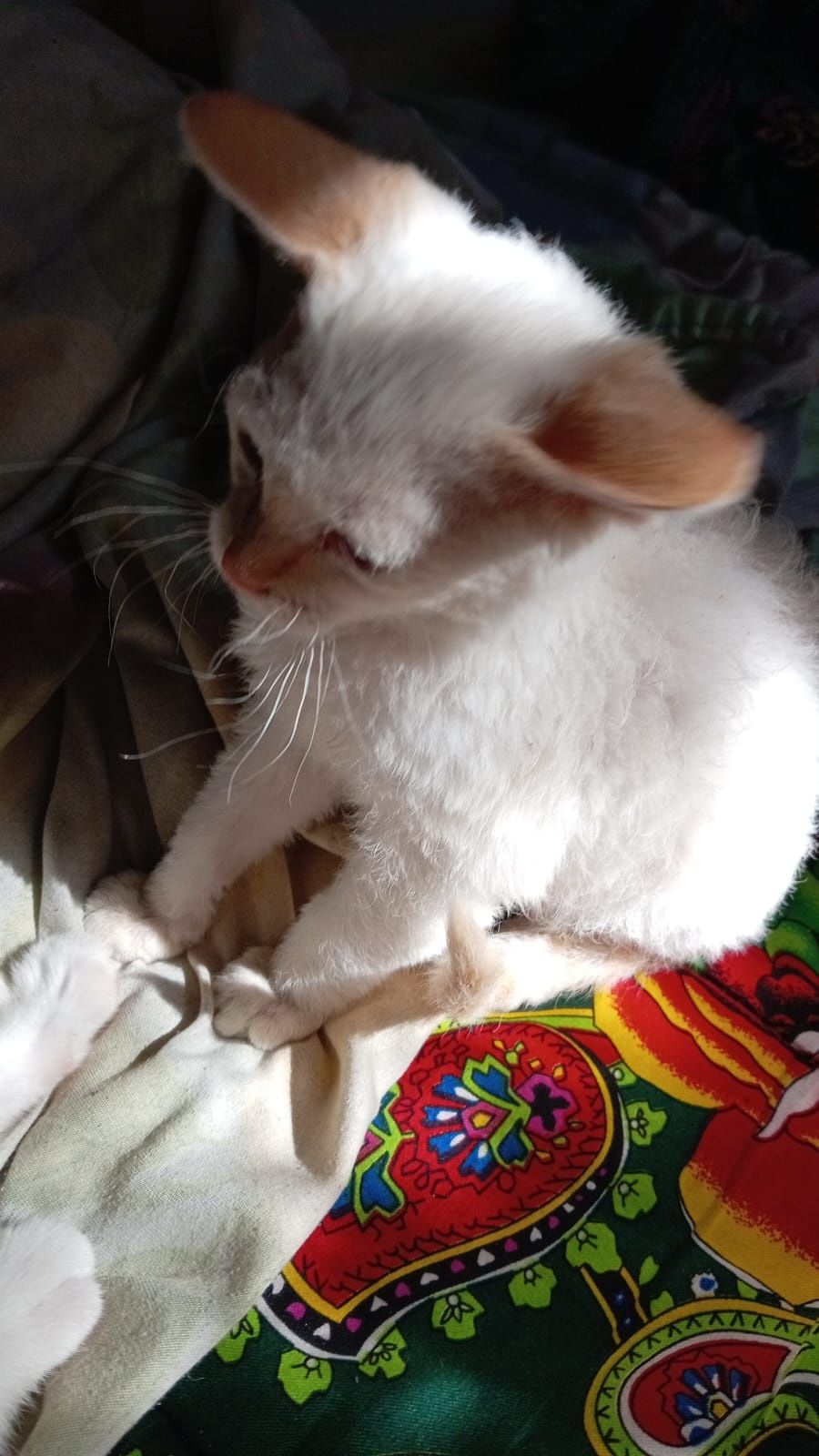 Бесплатно отдам котёнка