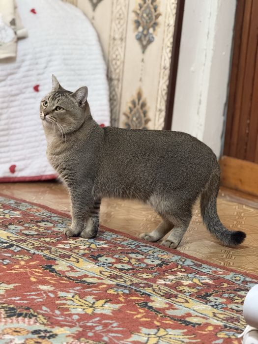 Шиншилла чистокровный!!!