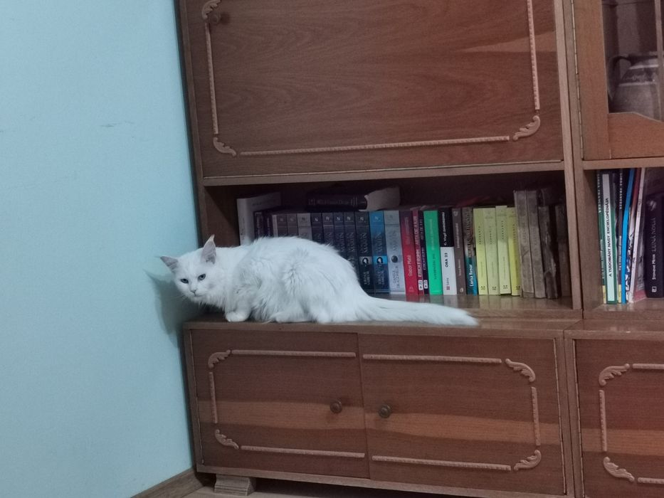 Femela Main coon spre adopție