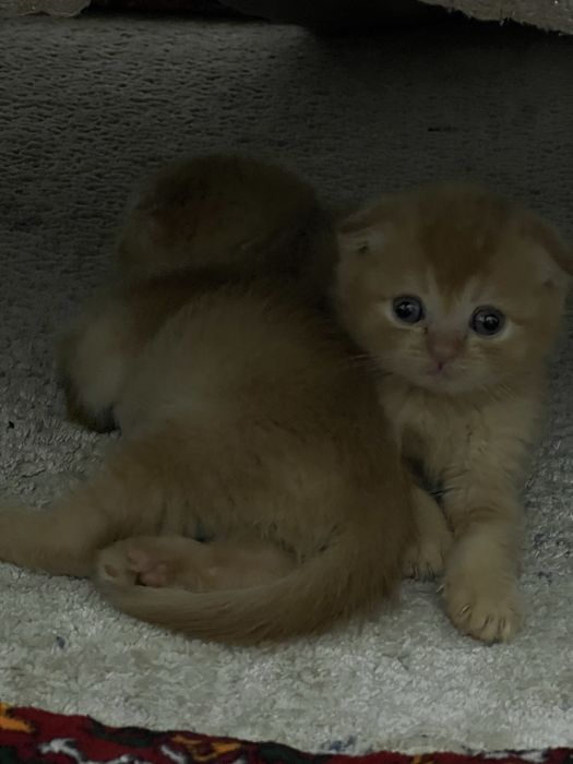 КОШКИ Котята скоттиш фолд