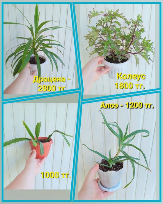 Распродажа!!! Комнатные растения разные