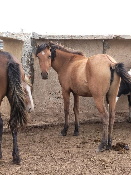 Продам кобыл (жерёбых), лошадей