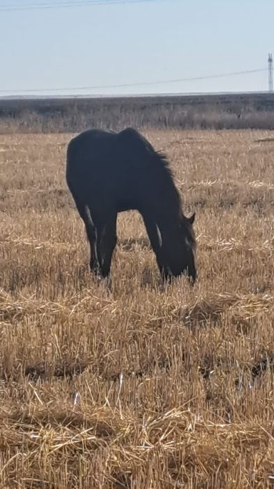 Кобыла до 5 лет в табуне
