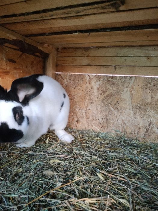 Iepuri fluturi germani cu acte de ungharia