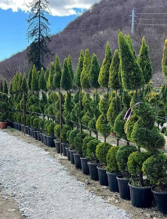 Plante ornamentale uimitoare pentru colecții speciale