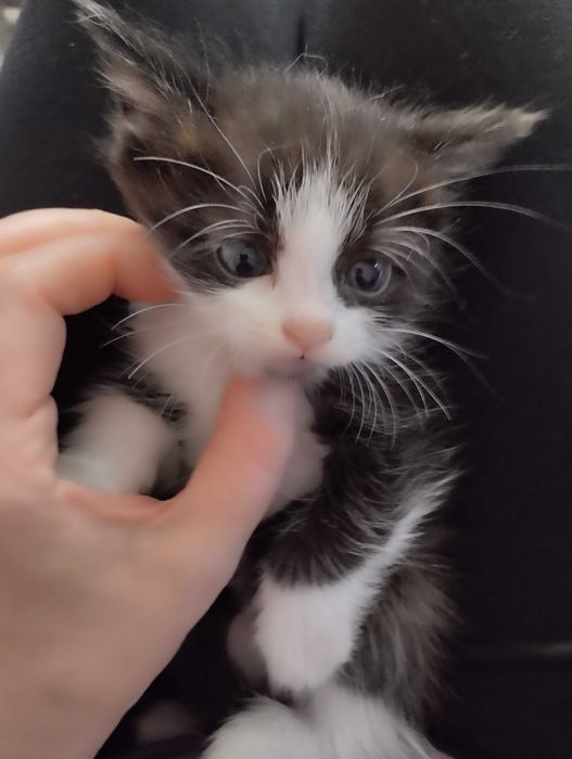 Котята от крысоловки