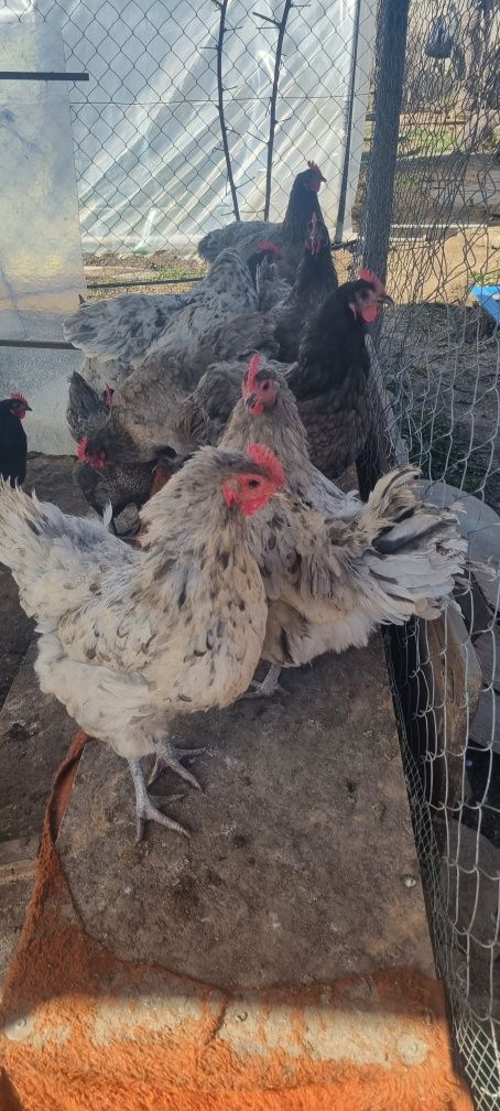 Australorp OUA pentru incubat