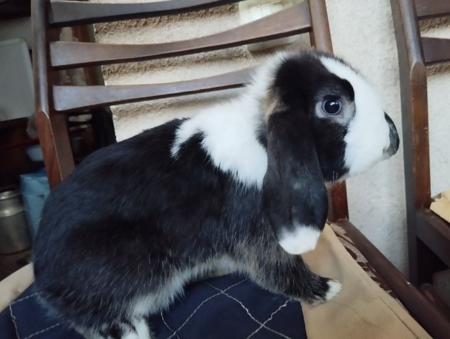 Oq qora dekarativ quyon sotiladi