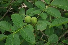 Nuc soiul  juglans.
