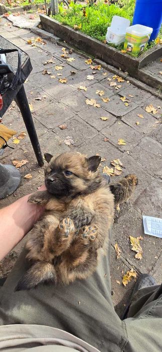 Подарявам 4 бр малки кученца