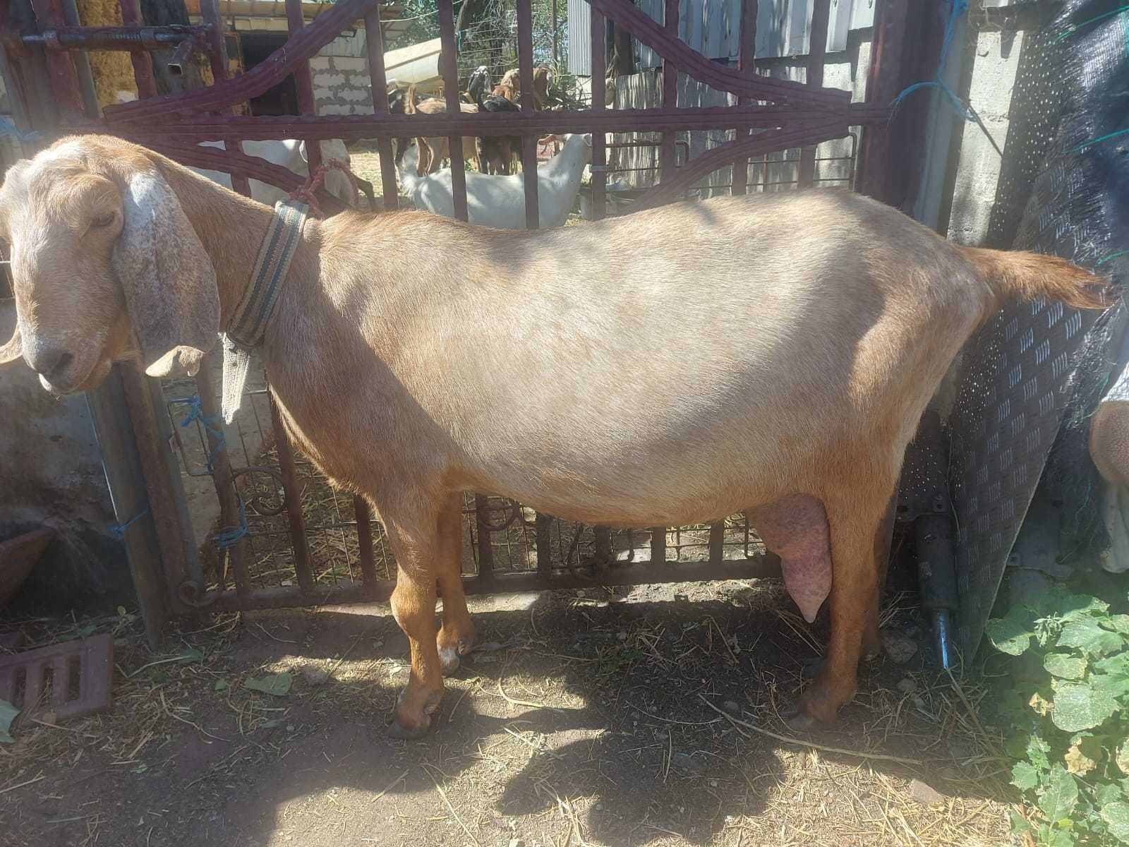 Capra anglonubiana de vanzare