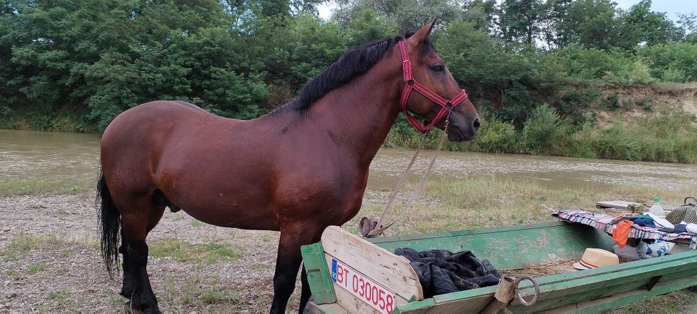 Armăsar de 10 ani de vanzare