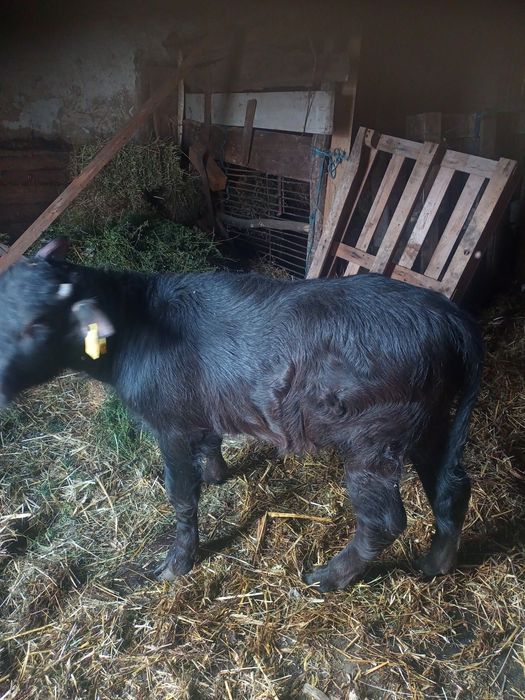 Vând vițel bivol de 3 luni