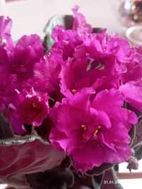 Цветущие фиалки и орхидея