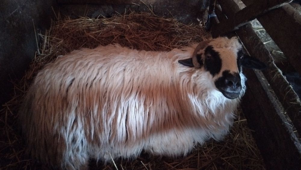 Vând oi bune de ținut