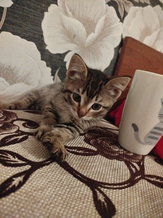 Отдам котенка, девочка