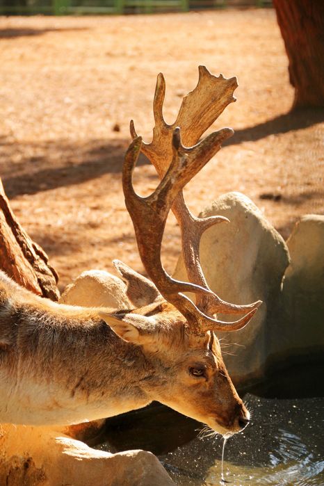 Sigma 18-200mm f/3.5-6.3D DC DX обектив Никон