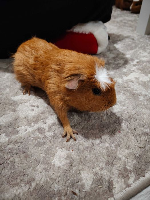 Продавам морски свинчета